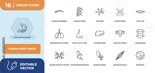 outline icons set - human body parts concept. stoh with liquids, human eyebrow and more.