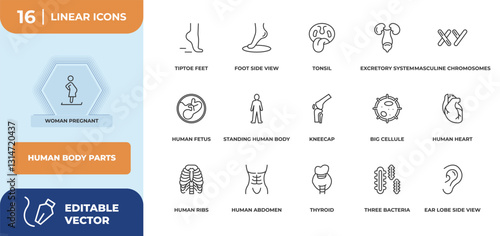 outline icons set - human body parts concept. woman pregnant, tiptoe feet and more.