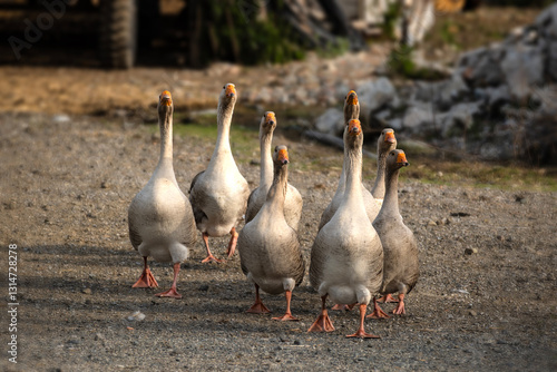 Schilderij op canvas Gaggle of geese running towards the camera.