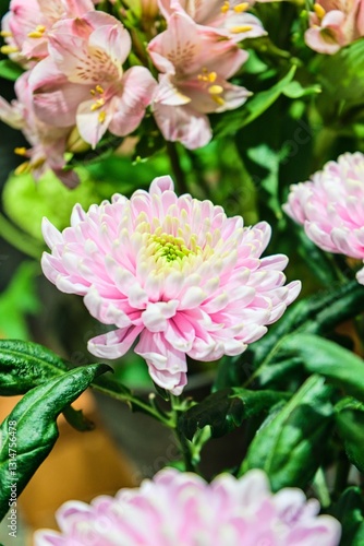 Close-Up of Pink Chrysanthemum Bloom with Soft Floral Background