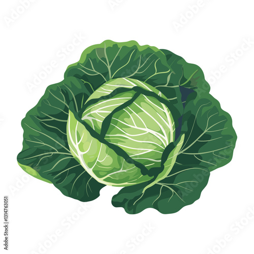 elegant illustration of fresh green cabbage