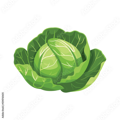 elegant illustration of fresh green cabbage