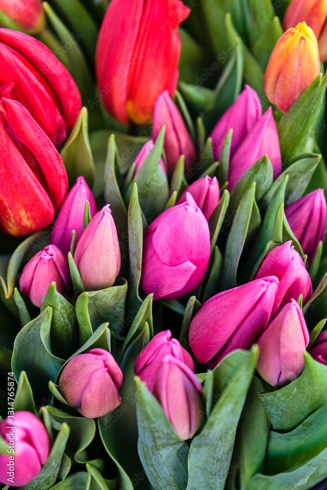 Obraz premium Vibrant Pink and Red Tulips in Spring Market
