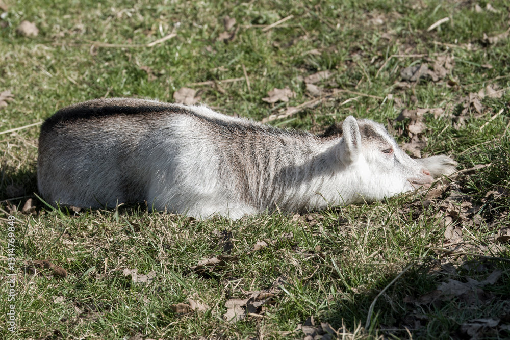 young goat kid asleep in the Spring sunshine young goat kid asleep in the Spring sunshine