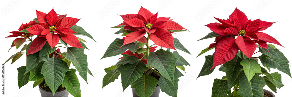 custom made wallpaper toronto digitalSet of A Red, green beautiful poinsettia flower isolated on a transparent background