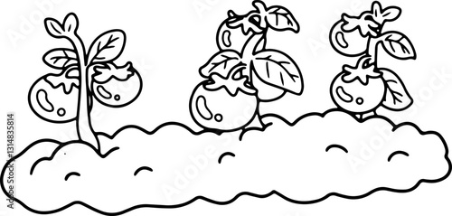 tomatoes vegetable doodle