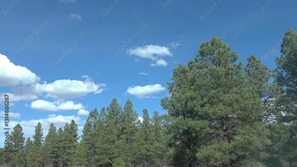 Driving through a forested area in Arizona with tall pine trees under a clear blue sky in slow motion 250fps Driving through a forested area in Arizona with tall pine trees under a clear blue sky in slow motion 250fps