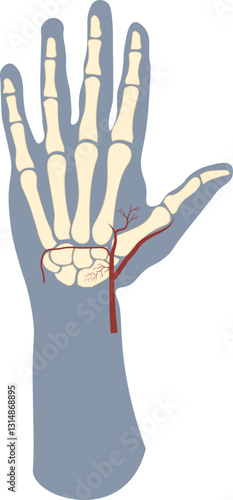 scaphoid artery refers to the small vascular branches that supply the scaphoid bone in the wrist, primarily from radial art supplying to its proximal pole, making it vulnerable to avascular necrosis