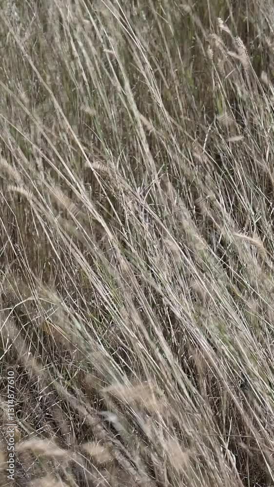 Vertical format of pale dry grass blowing in strong wind. Isolated crop of close-up.
Vertical format of pale dry grass blowing in strong wind. Isolated crop of close-up.