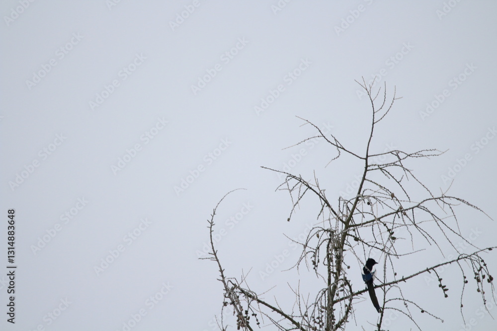 Eurasian magpie (Pica pica) in its natural environment. Group of Eurasian Magpies sitting on a tree
Eurasian magpie (Pica pica) in its natural environment. Group of Eurasian Magpies sitting on a tree