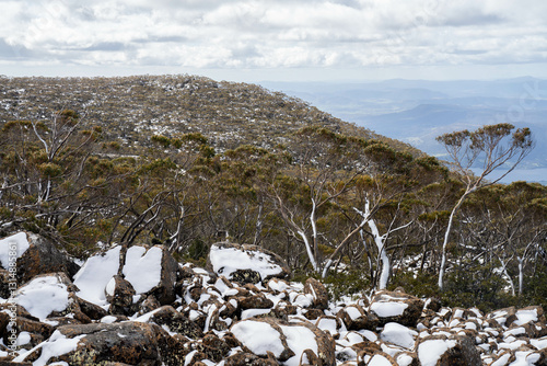alpine plants and trees snow on a mountain in tasmania australia