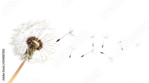Dandelion seeds blowing in the wind on transparent background