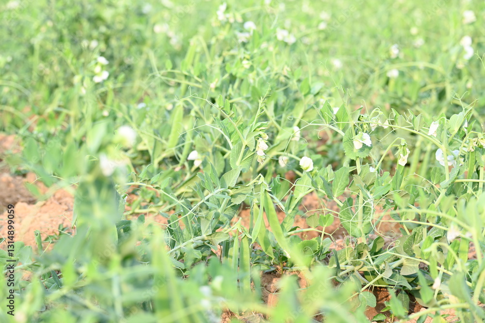 Fototapeta premium Pea plant in vegetable garden. The pea&nbsp;is small spherical seed&nbsp;or the seed pod of the pod&nbsp;fruit&nbsp; pisum sativum. Each pod contains several peas, which can be green or yellow. Vegetable plant. 