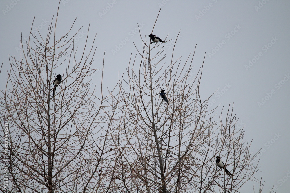 Eurasian magpie (Pica pica) in its natural environment. Group of Eurasian Magpies sitting on a tree
