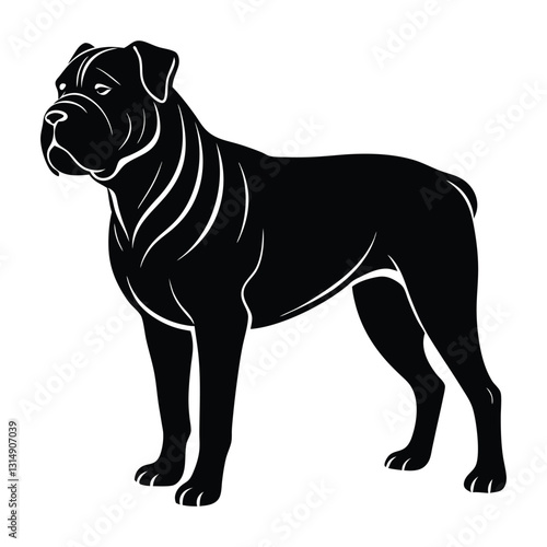 Dogue de Bordeaux Standing Firmly with Broad Chest Silhouette on White Background