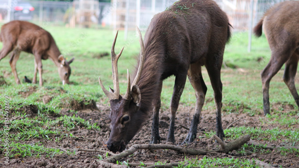 Male Bawean deer, Axis kuhlii also known as kuhl's hog deer or Bawean hog deer. Endemic species from Indonesia with critically endangered status. Male Bawean deer, Axis kuhlii also known as kuhl's hog deer or Bawean hog deer. Endemic species from Indonesia with critically endangered status.