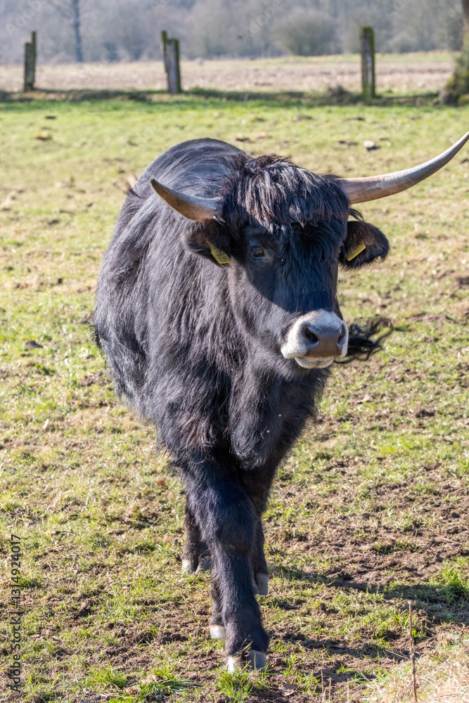 Black galloway cattle walking on meadow in spring Black galloway cattle walking on meadow in spring
