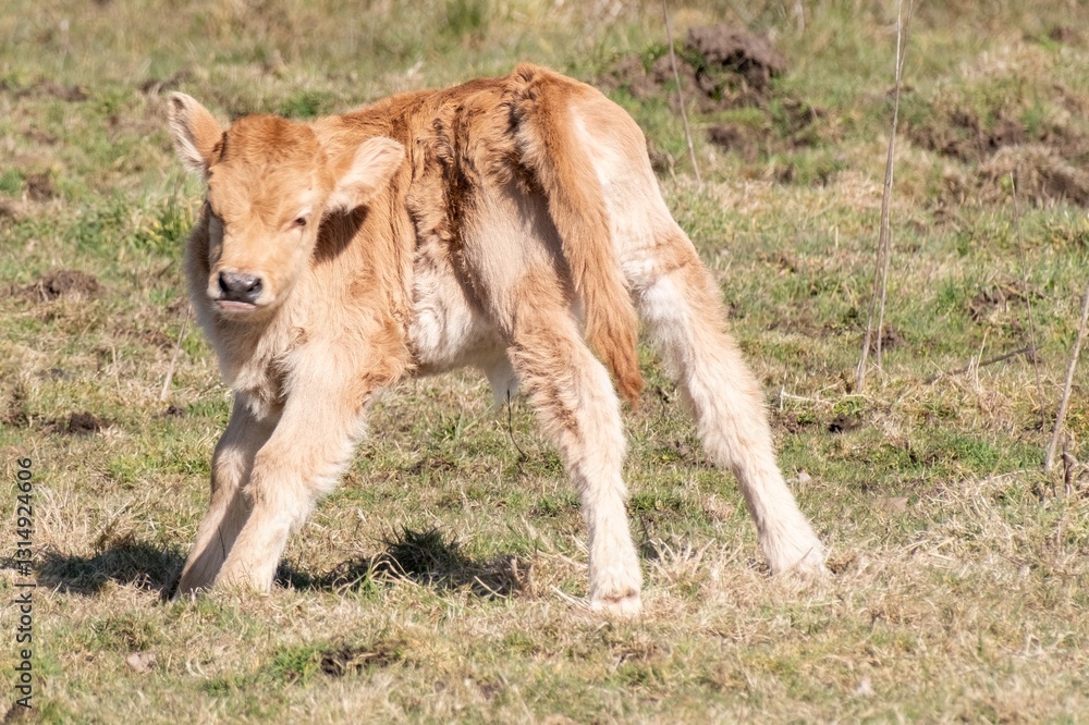 Cute newborn calf exploring green pasture on sunny day