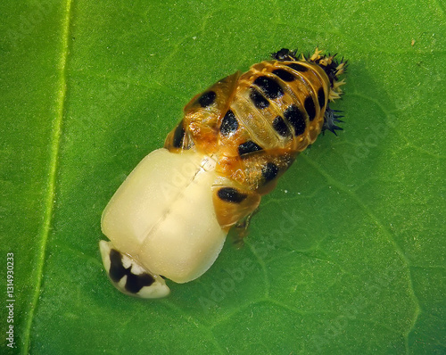Multicoloured Asian lady beetle or Harlequin, Harmonia axyridis (Coleoptera: Coccinellidae). Emerging from pupa