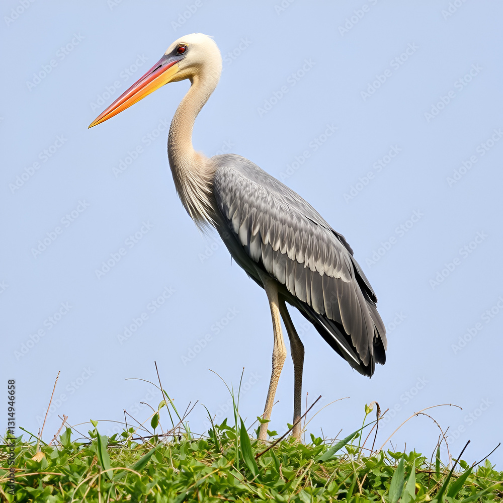 Fototapeta premium shoebill stork
