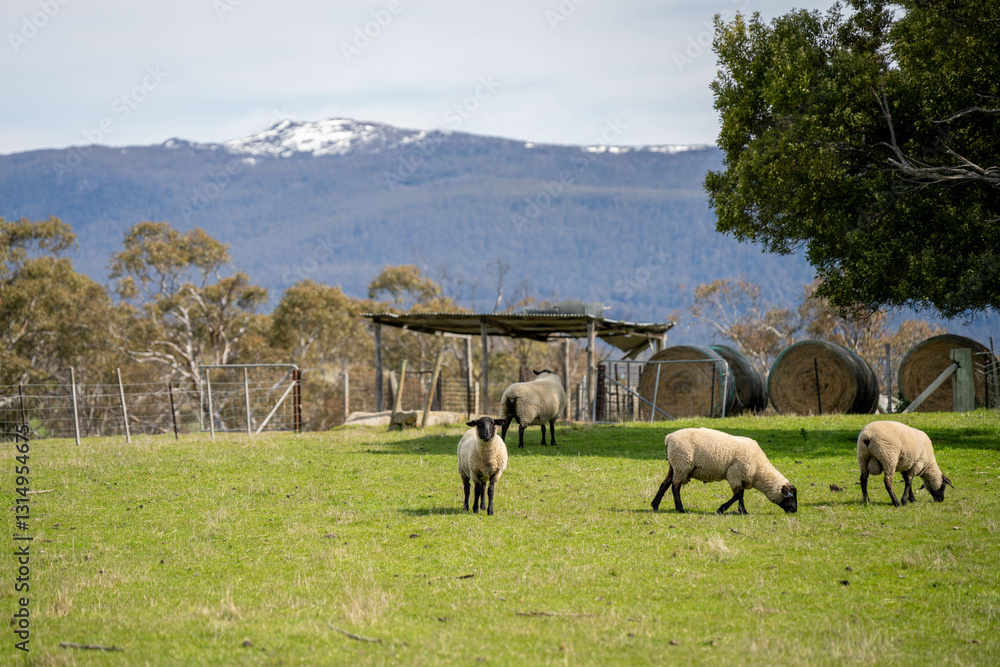 Obraz premium sheep farm in the countryside in spring