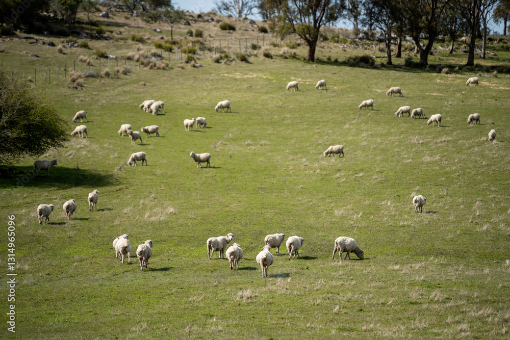 sheep farm in the countryside in spring sheep farm in the countryside in spring