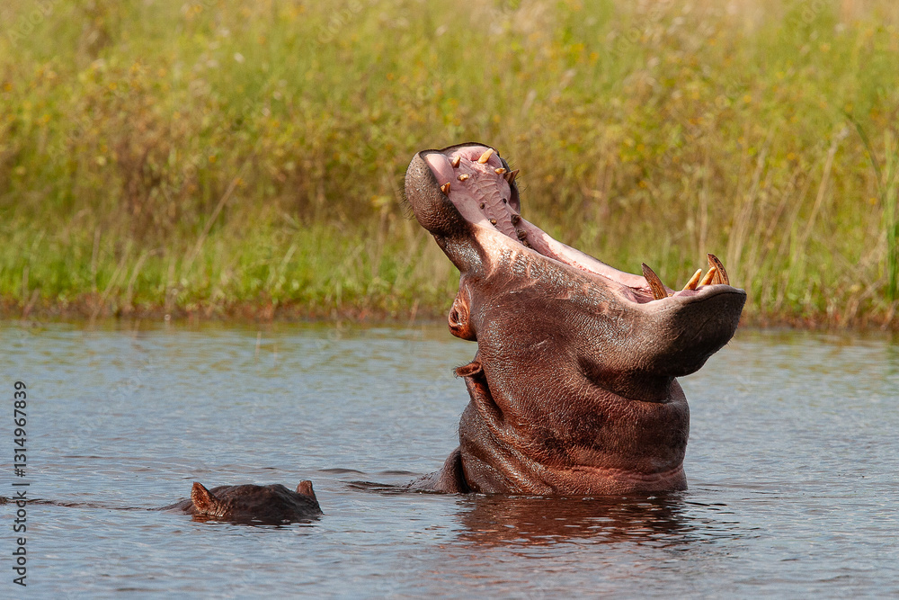 Fototapeta premium Hippopotame