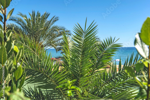 closeup on green leaf of palm tree in front of a beach under sunny sky in Sar...