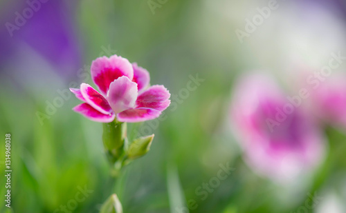 closeup up on beautiful pink flowers of carnation-dianthus chinensis- bloomin...