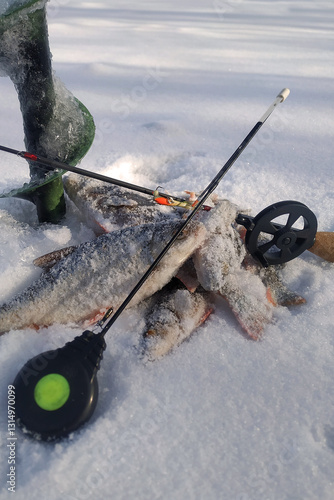 Winter fishing for roach and perch, catch.