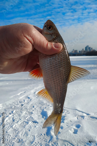 Winter roach fishing from the ice, catch.