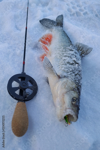 Winter fishing from the ice, catch.