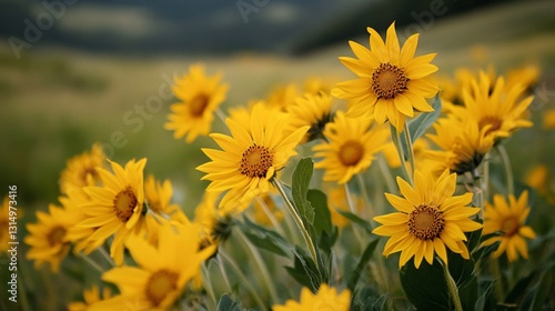 Vibrant Arrowleaf Balsamroot Field Flowers