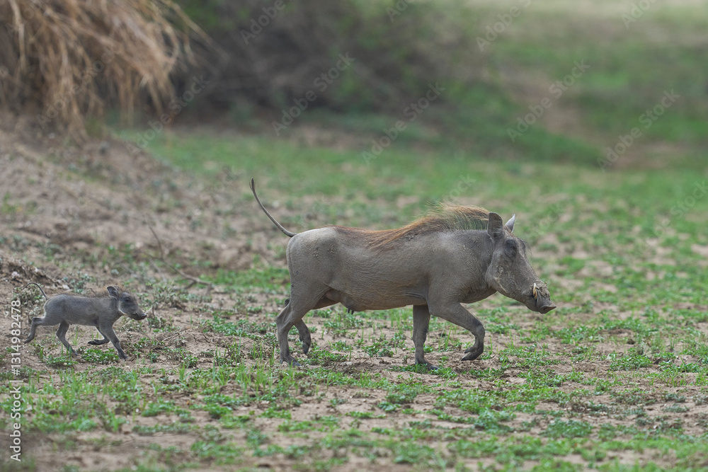 Warthog (Phacochoerus aethiopicus) with young in South Luangwa National Park, Zambia Warthog (Phacochoerus aethiopicus) with young in South Luangwa National Park, Zambia
