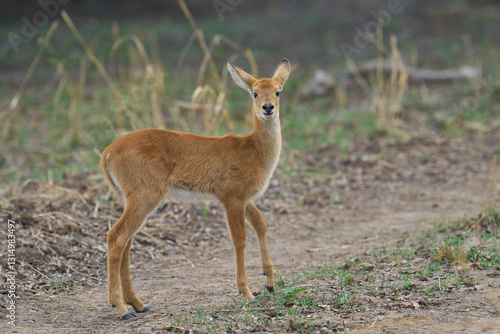 Young Puku (Kobus vardoni) in South Luangwa National Park, Zambia