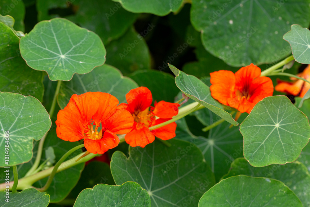Orange Nasturtium flower Tropaeolum majus is edible and makes an attractive ground cover. Orange Nasturtium flower Tropaeolum majus is edible and makes an attractive ground cover.