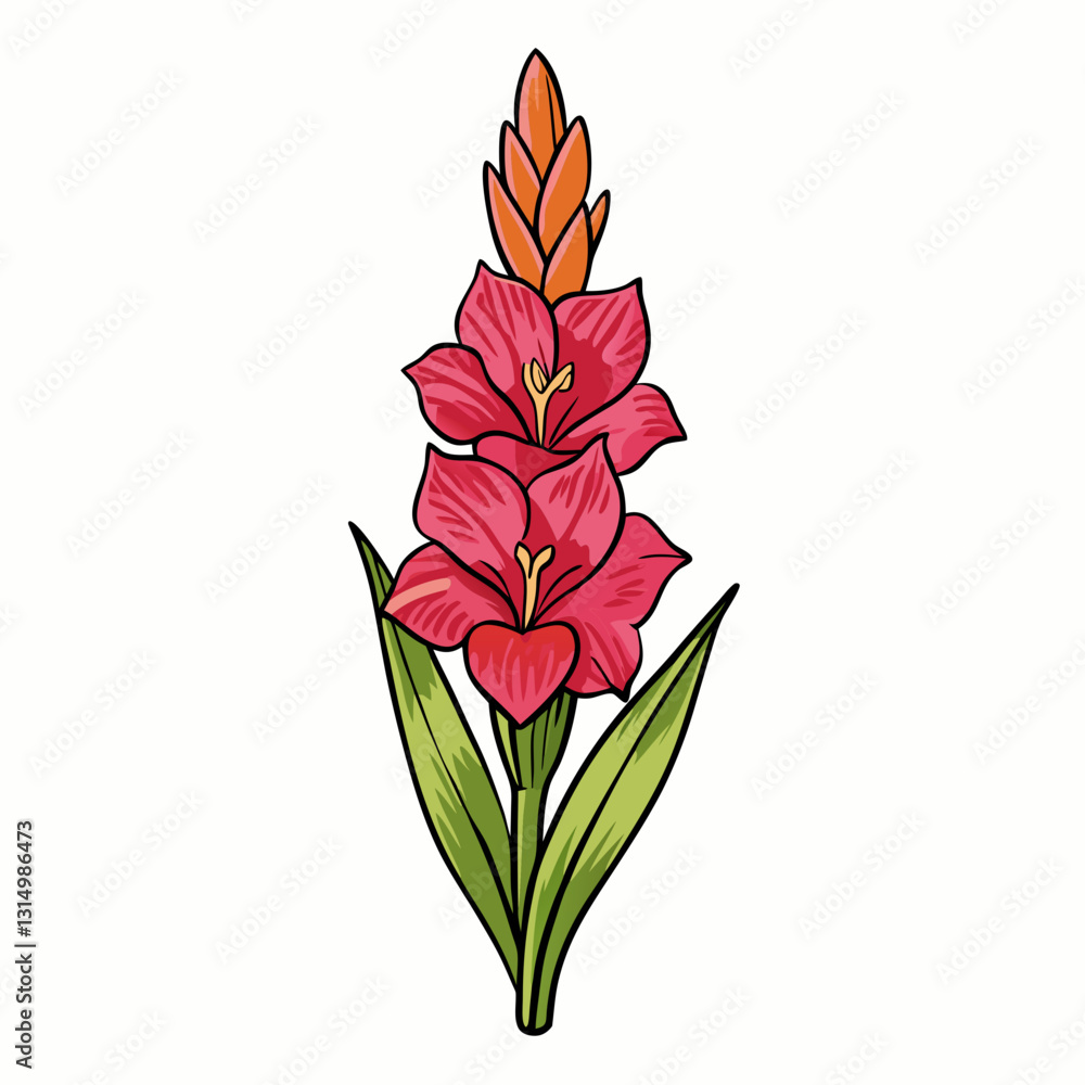 red tulip isolated on white red tulip isolated on white