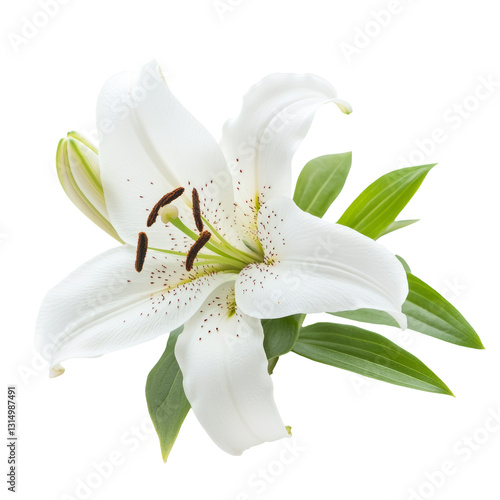 White Lily Flower Isolated on a Transparent Background
