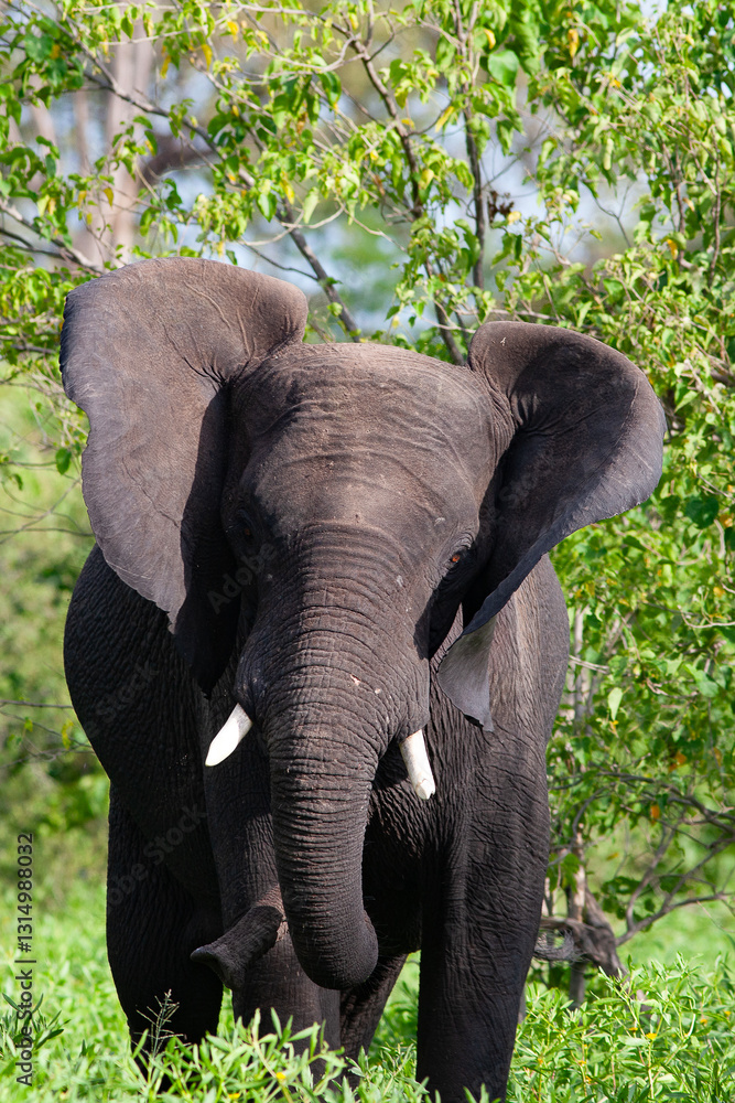 Fototapeta premium Éléphant 