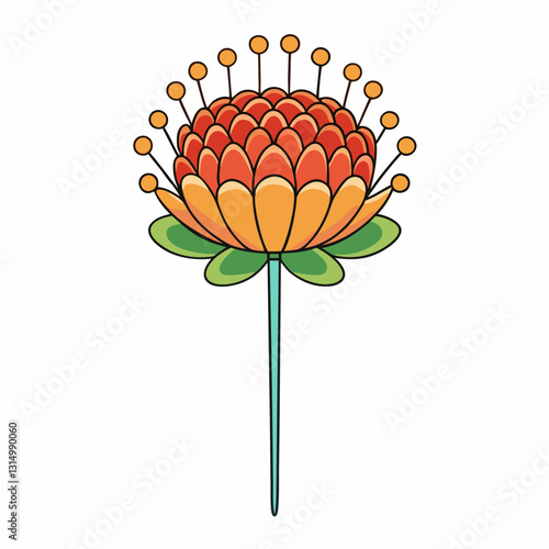 vector illustration of a pincushion flower