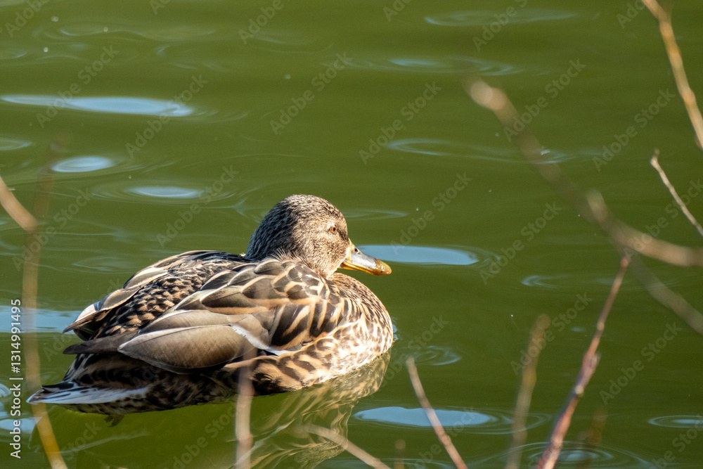 duck on the lake duck on the lake
