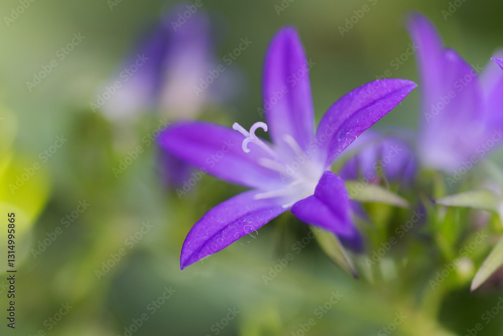 Close-up bellflower, close-up purple flowers with white pollen pistil, purple flower, close-up single pollen pistil, beautiful Campanula, Close-up of bluebells, Close-up bellflower, close-up purple flowers with white pollen pistil, purple flower, close-up single pollen pistil, beautiful Campanula, Close-up of bluebells,