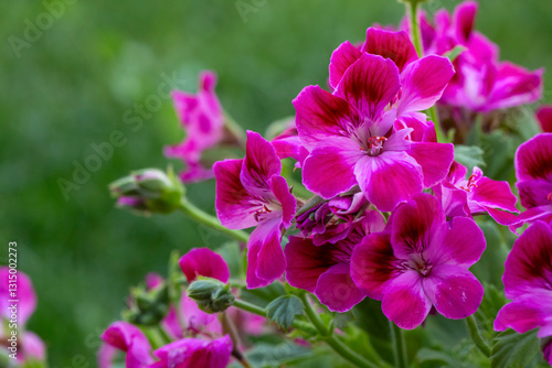 Royal pelargonium flowers - Pelargonium grandiflorum