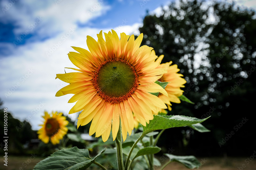 Obraz premium Girasol