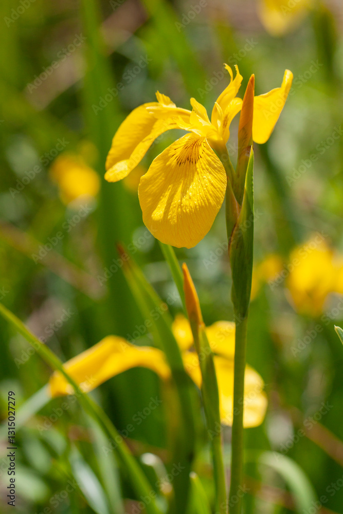 Yellow flag iris is in flower Yellow flag iris is in flower