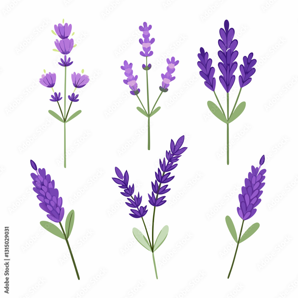 Fototapeta premium Set of 6 lavender flowers vector illustration