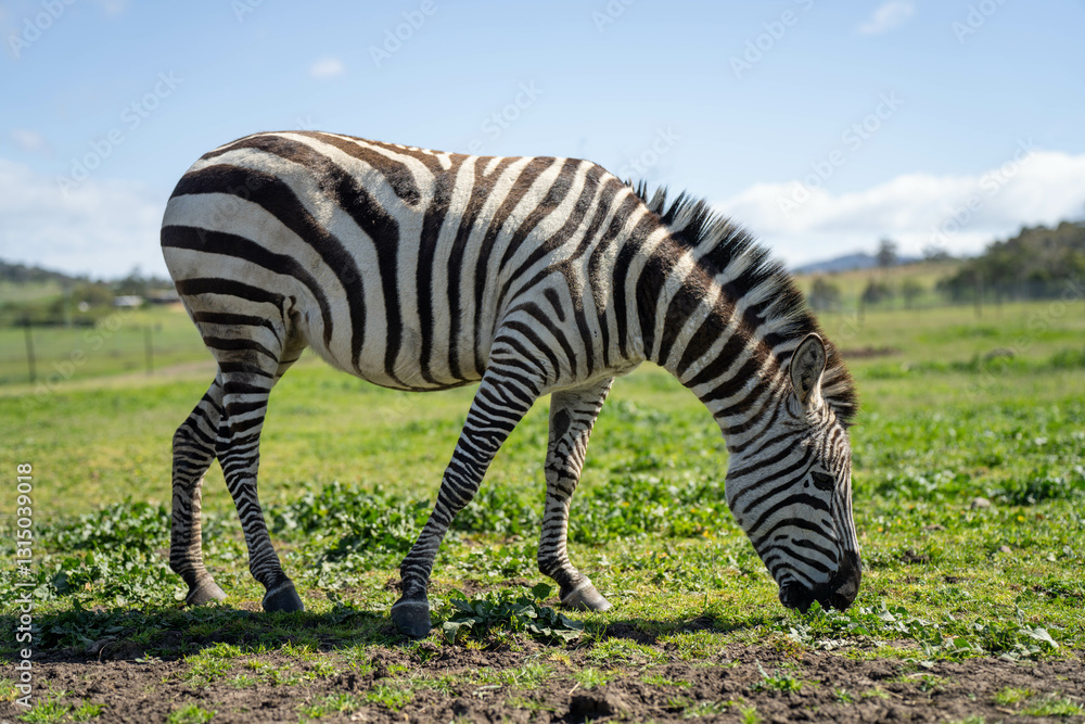 zebra eating grass in a herd
