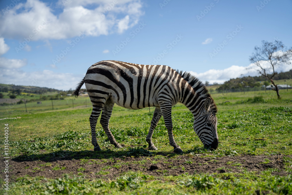zebra eating grass in a herd
