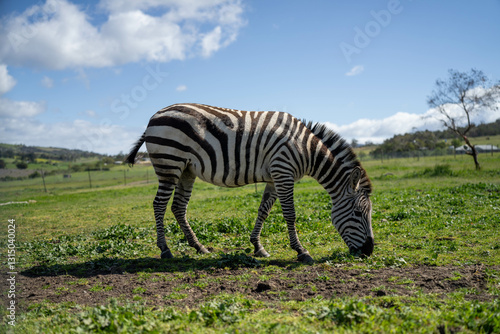 Obraz na płótnie zebra eating grass in a herd w salonie