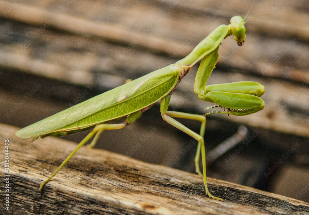 A Beautiful Grasshopper A Beautiful Grasshopper